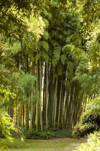 Zátiší s bambusem