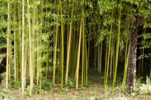 Bambusový lesík