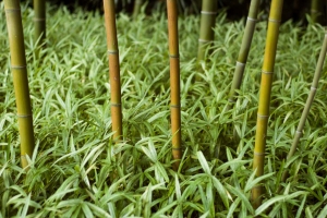 Stébla bambusu vyrůstající z pokryvné zeleně