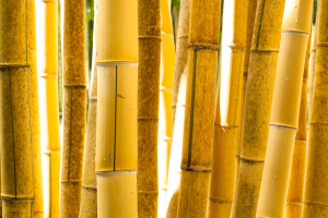 Žlutá stébla bambusu